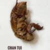 Chan Tui